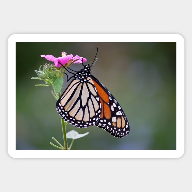 Monarch Sticker by Jacquelie